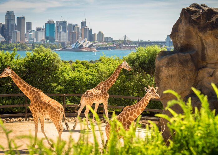 Giraffes in Taronga Zoo, Sydney